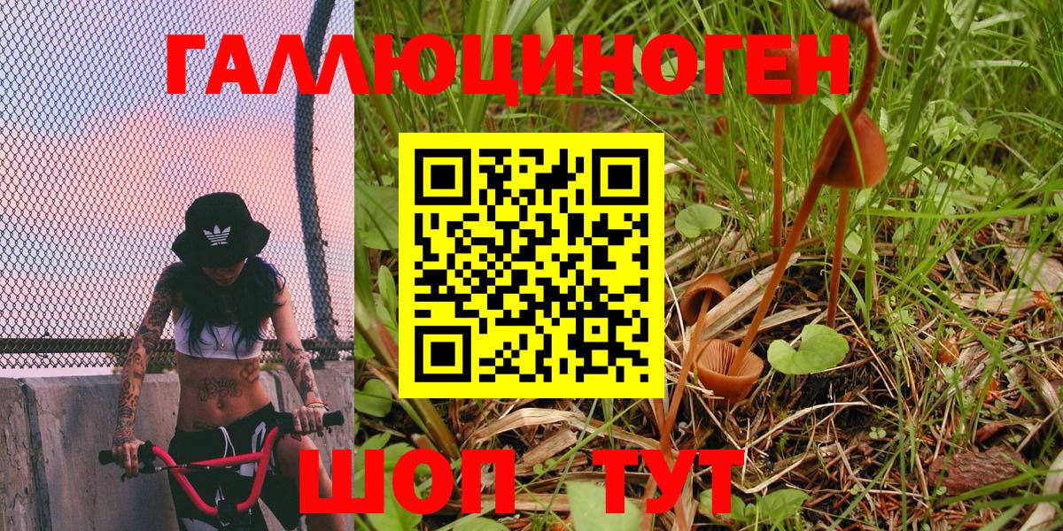 Псилоцибиновые грибы Psilocybe Амурск
